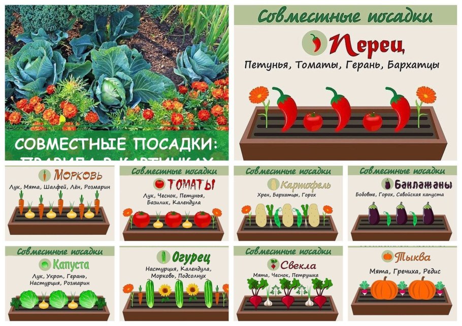 Посадка овощей предшественники таблица