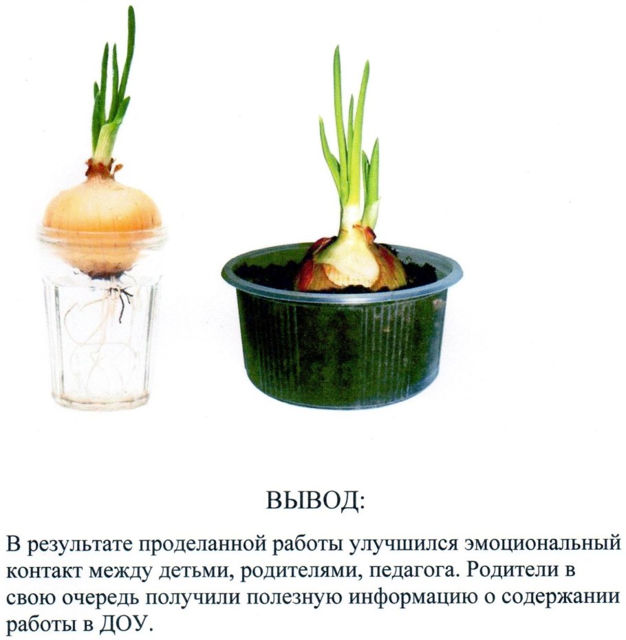 Схема проращивания лука в детском саду