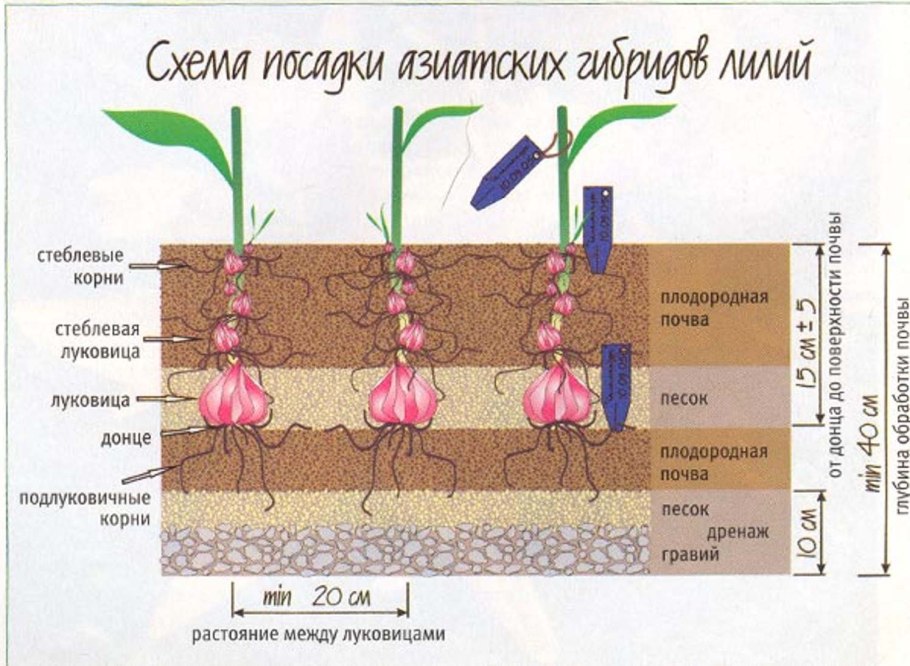 Схема посадки озимого лука севка