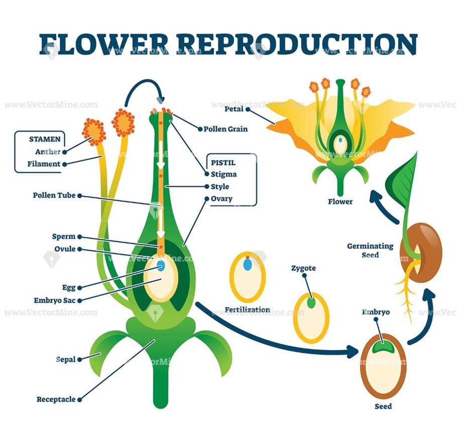Семейство пасленовых 7 класс