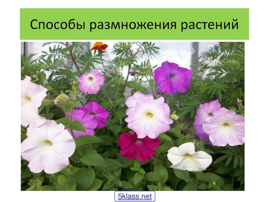 Схема полового размножения цветковых растений