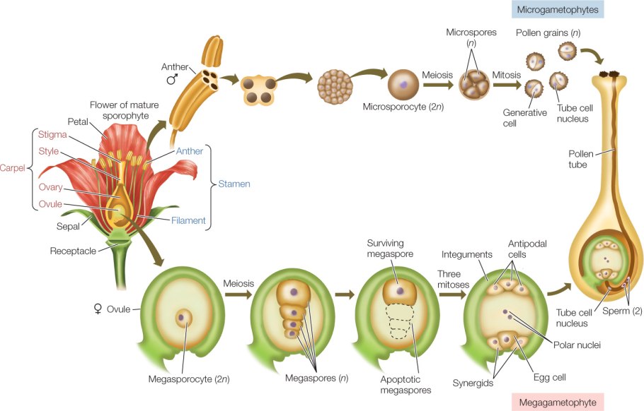 Базилик Пасленовые