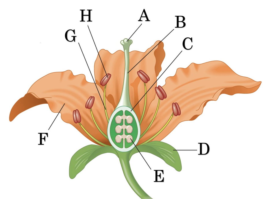 Вегетативные органы и генеративные органы