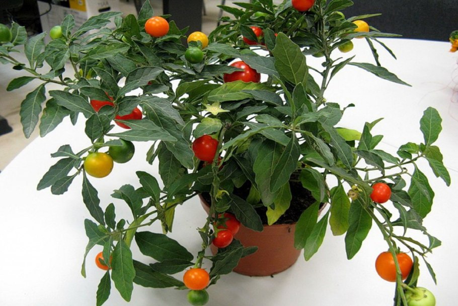 Жизненный цикл цветкового растения схема