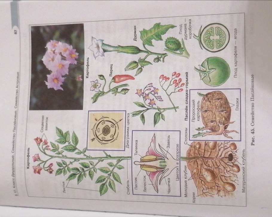 Паслен ботаника