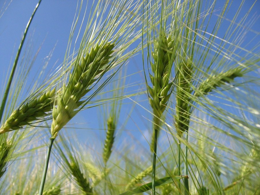 Злаки (Poaceae)