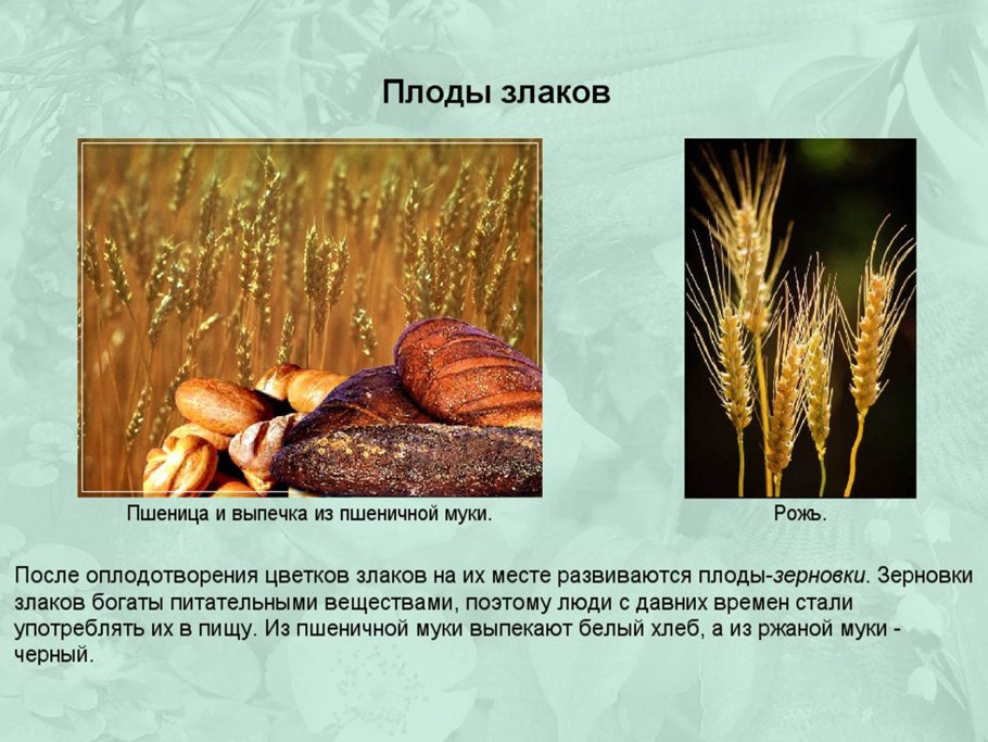 Папоротники Покрытосеменные Однодольные