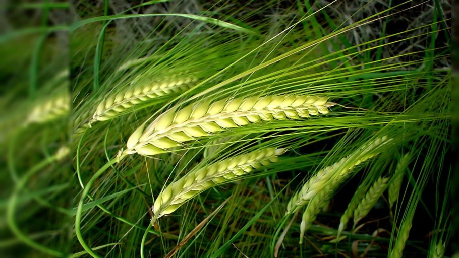 Злпковые трава названия