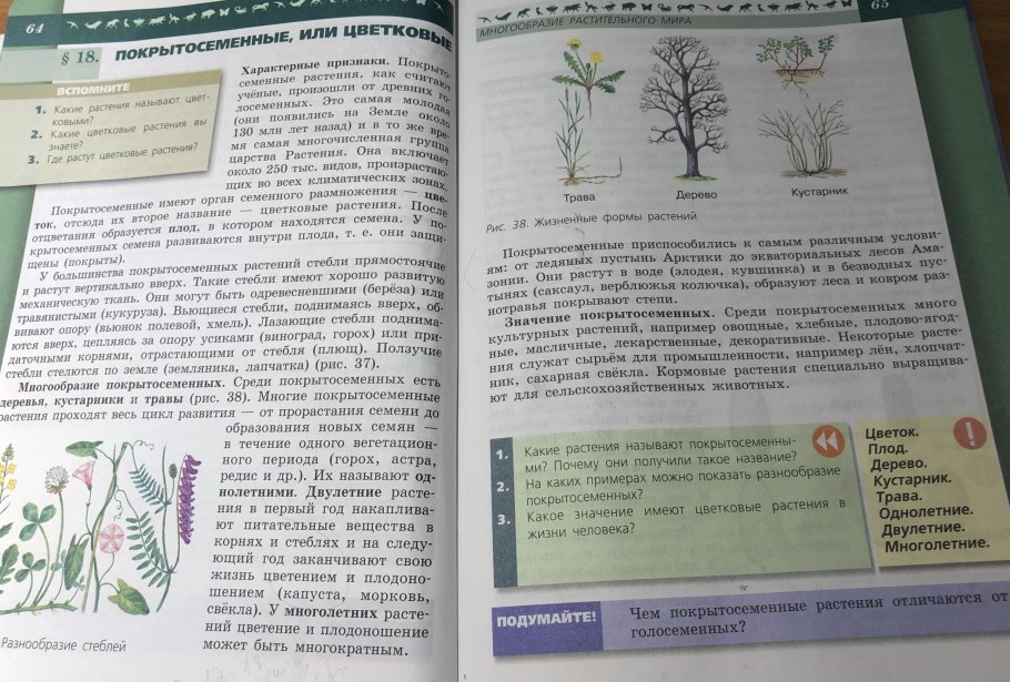 Сидераты злаковые Колос