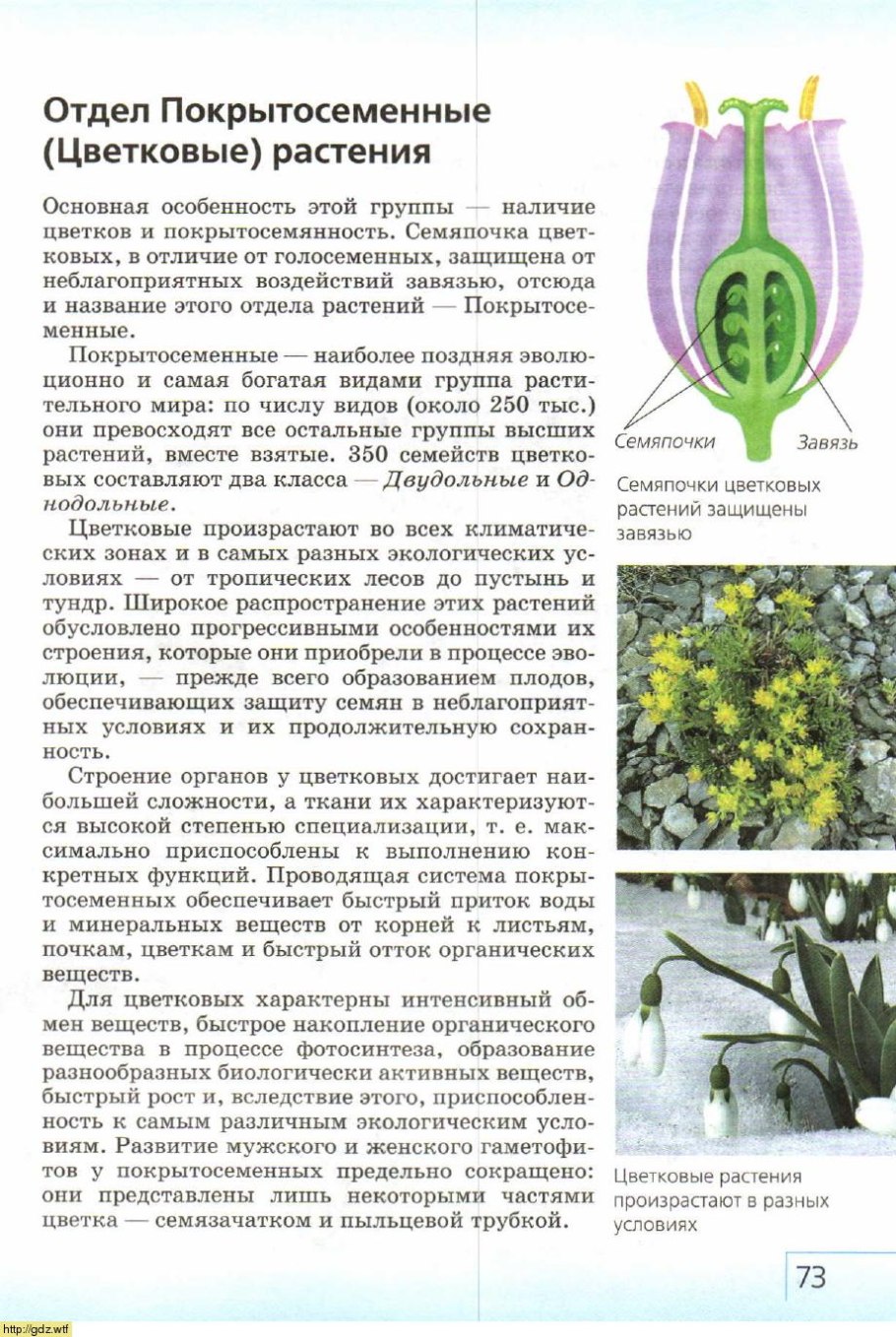 Отделы цветковых растений