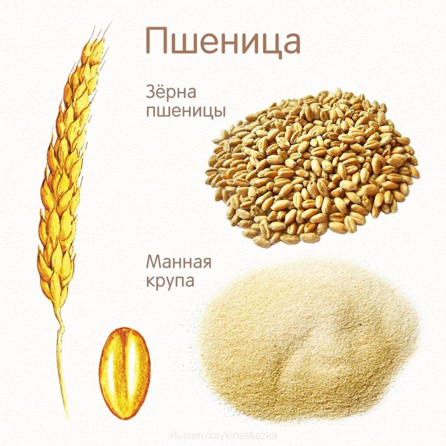 Рожь озимая соцветие