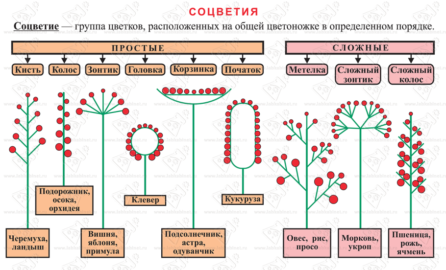 Хлебное дерево Ботаническая иллюстрация