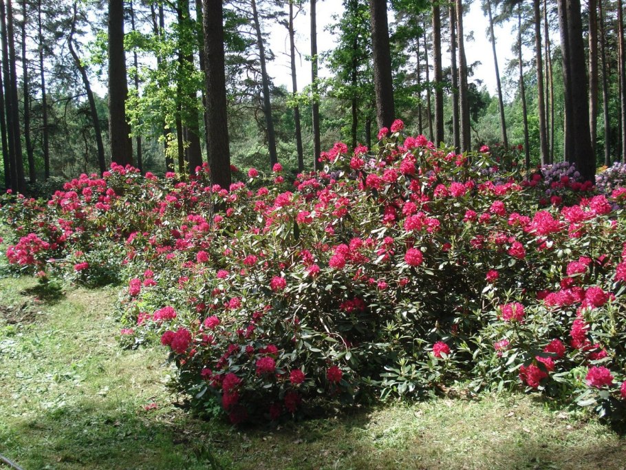 Рододендрон Миежко