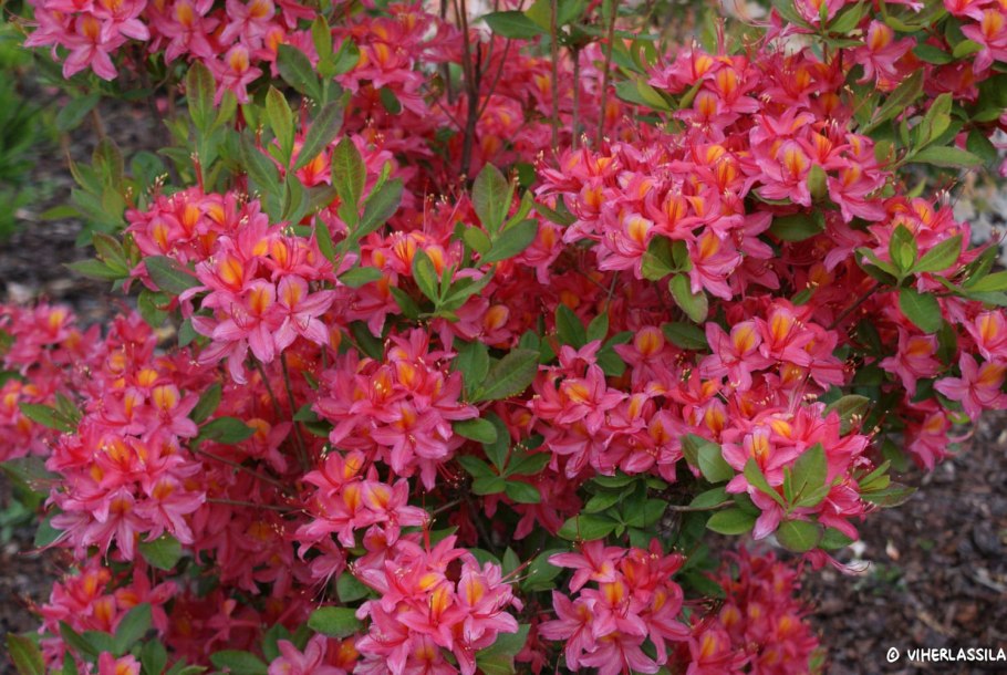 Азалия Камелия рододендрон Гардения