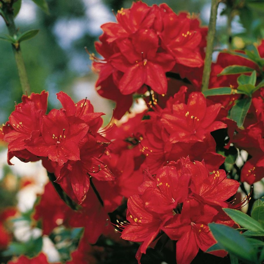 Рододендрон Аннеке