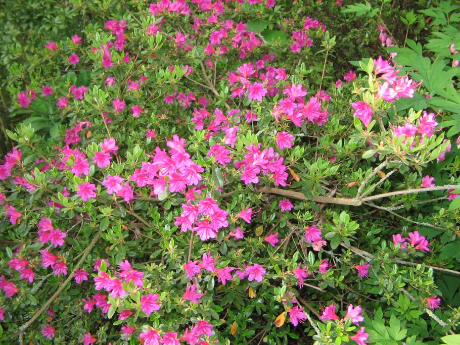 Рододендрон катевбинский