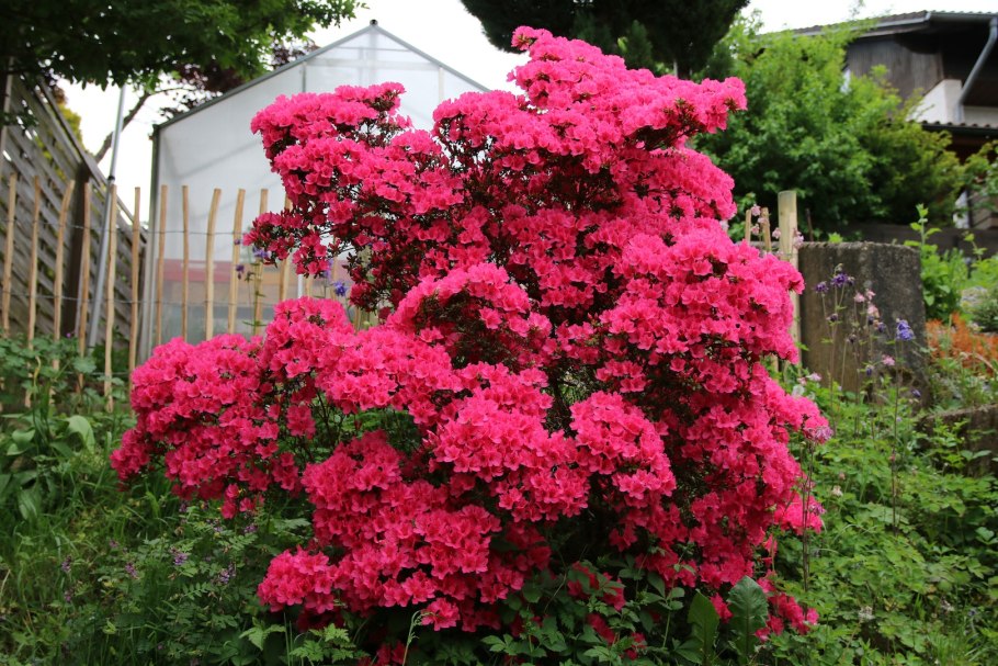 Азалия Листопадная