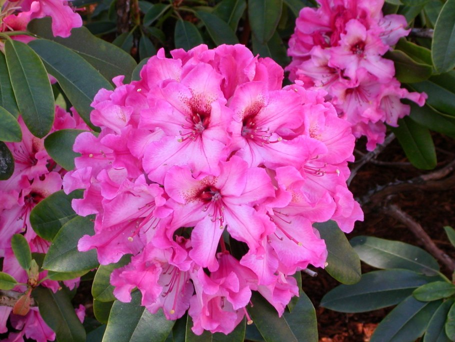 Rhododendron 'Mayaro'