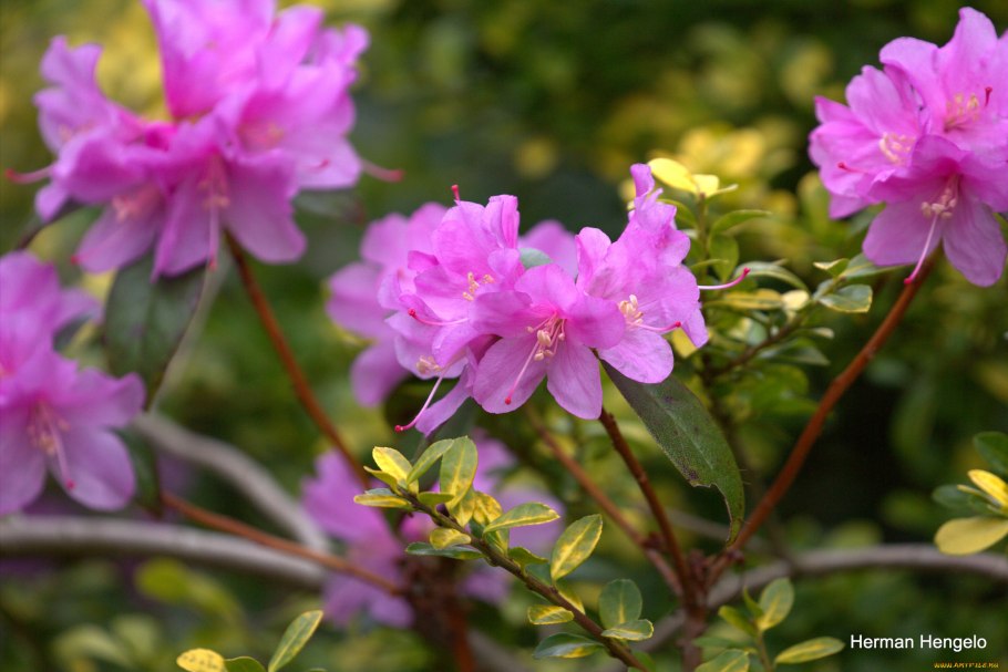 Rhododendron 'Adalmina'