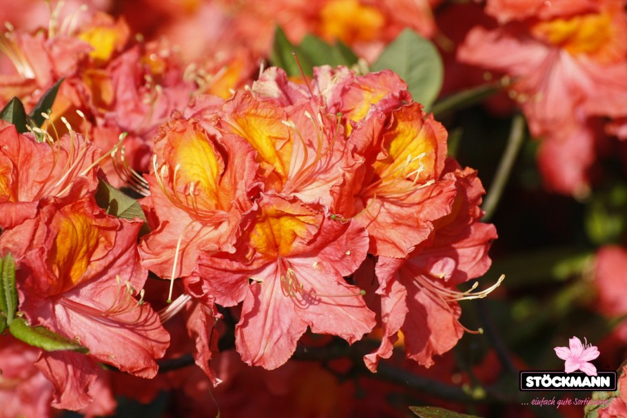 Азалия крупноцветковая Juanita