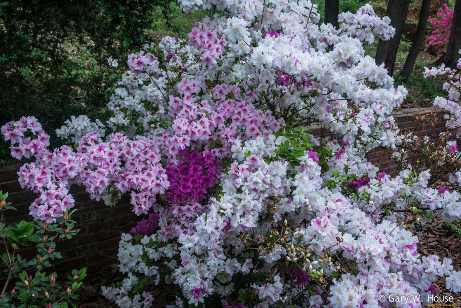 Рододендрон Хоппи