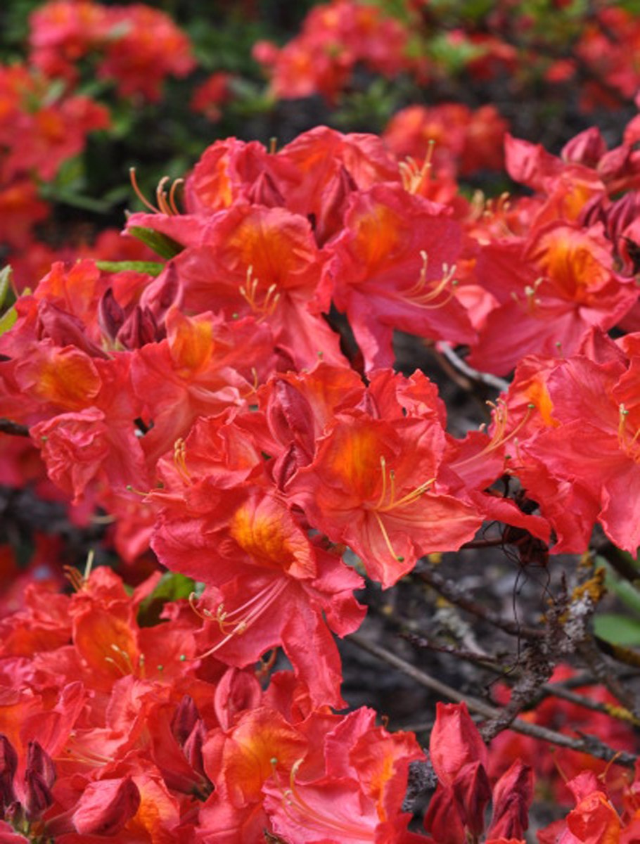 Рододендрон Juanita