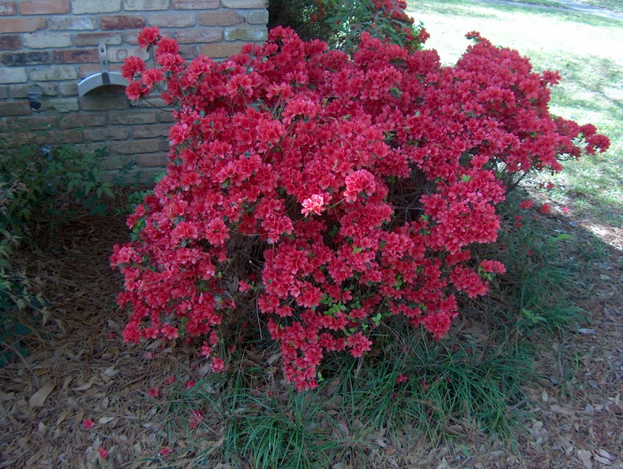Azalea Rhododendron
