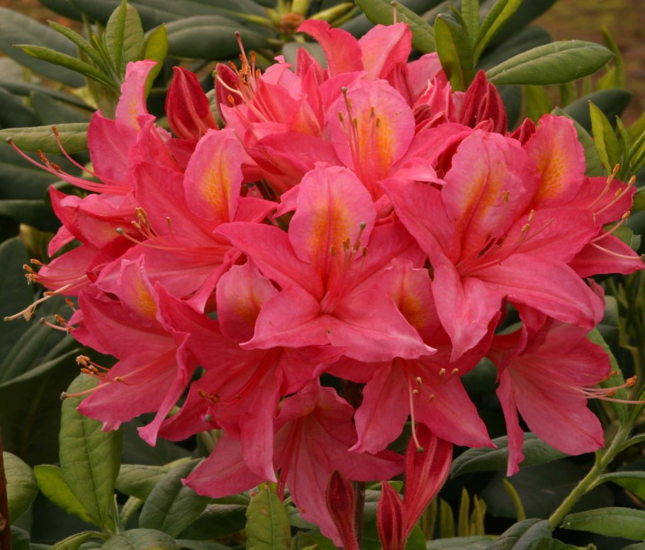 Jolie Madame рододендрон