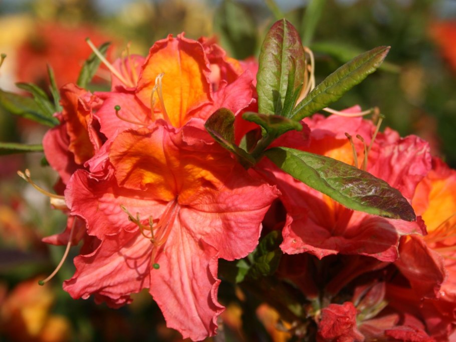 Азалия Листопадная Juanita