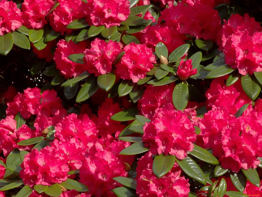 Rhododendron maximum