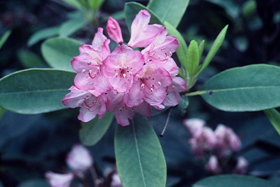 Рододендрон японский Babuschka