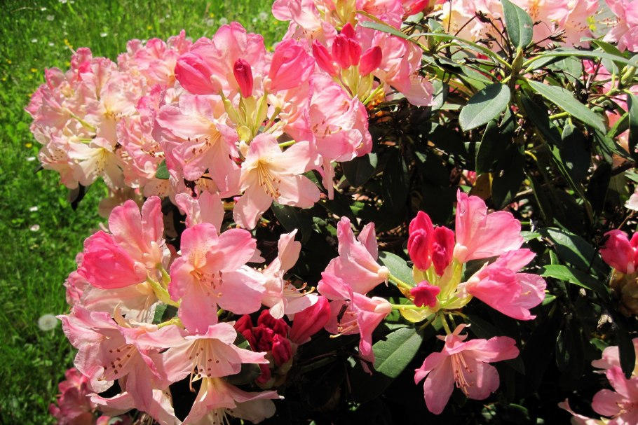 Рододендрон вулкан