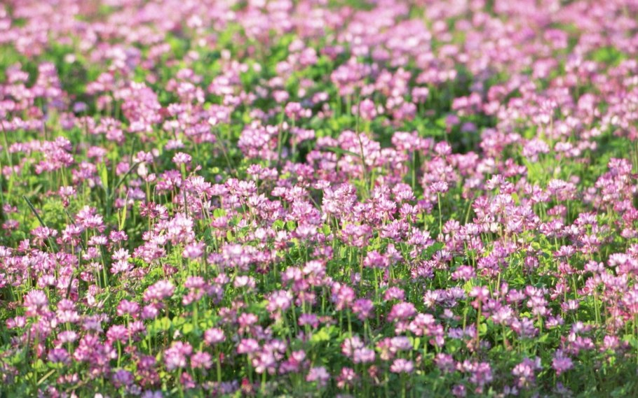 Клевер Луговой Trifolium praténse