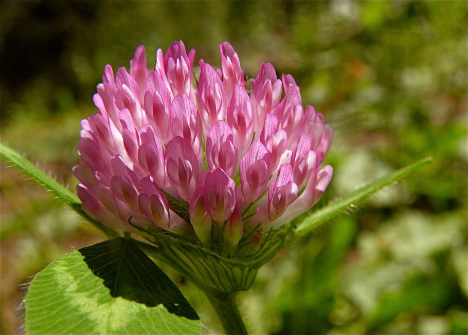Trifolium hybridum