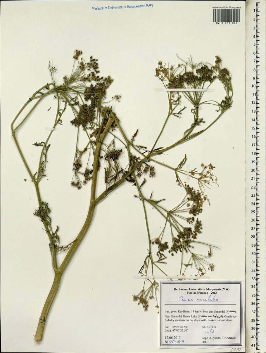 Болиголов семена