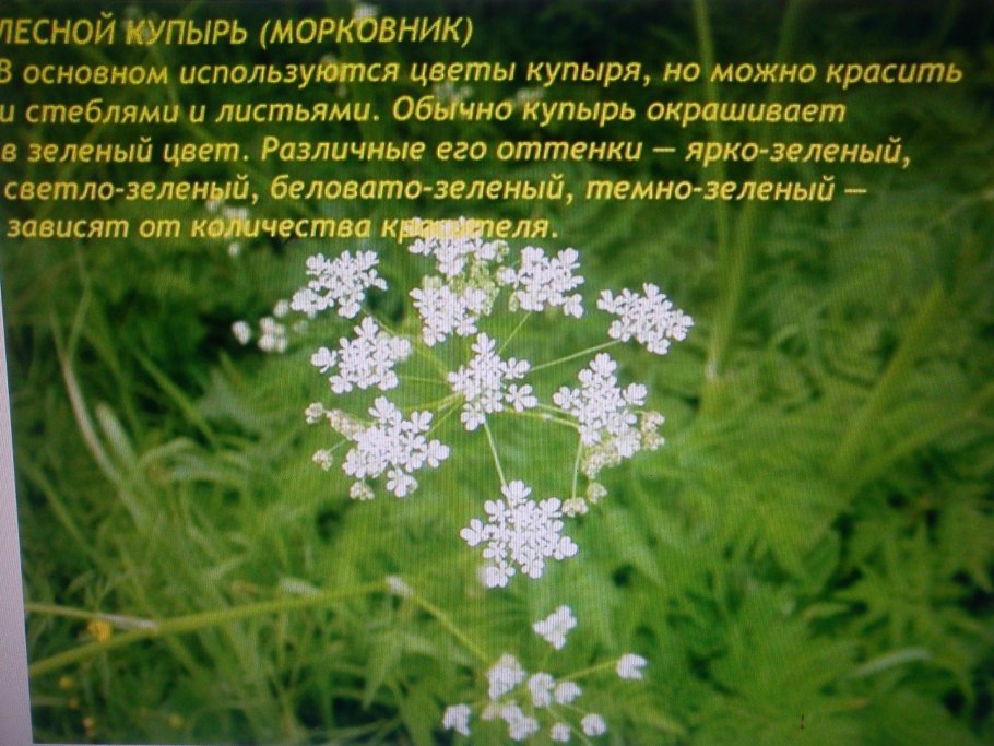 Болиголов пятнистый корень