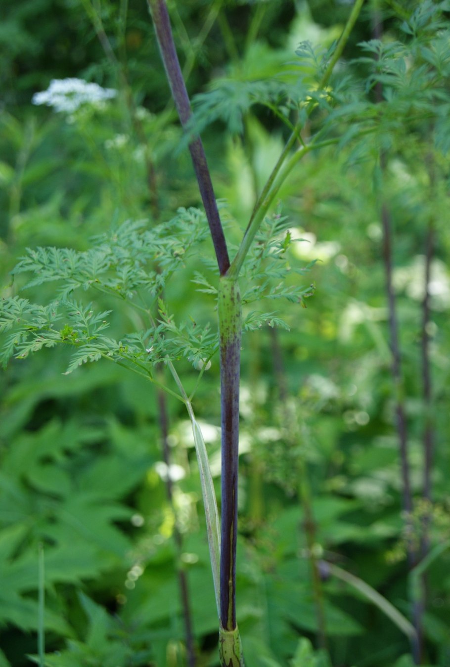 Болиголов пятнистый