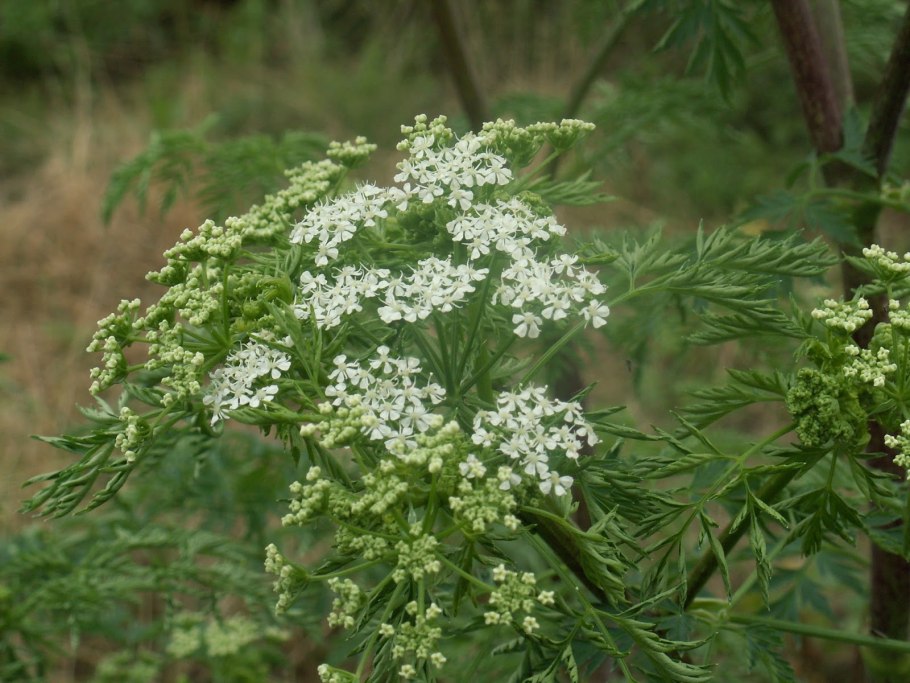 Купырь растение съедобная