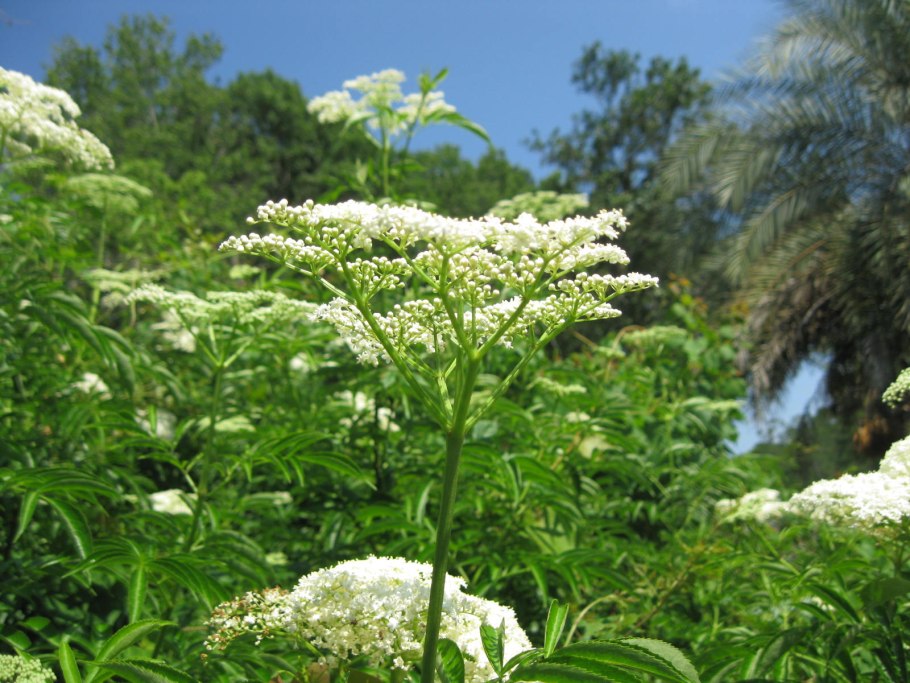 Болиголов пятнистый