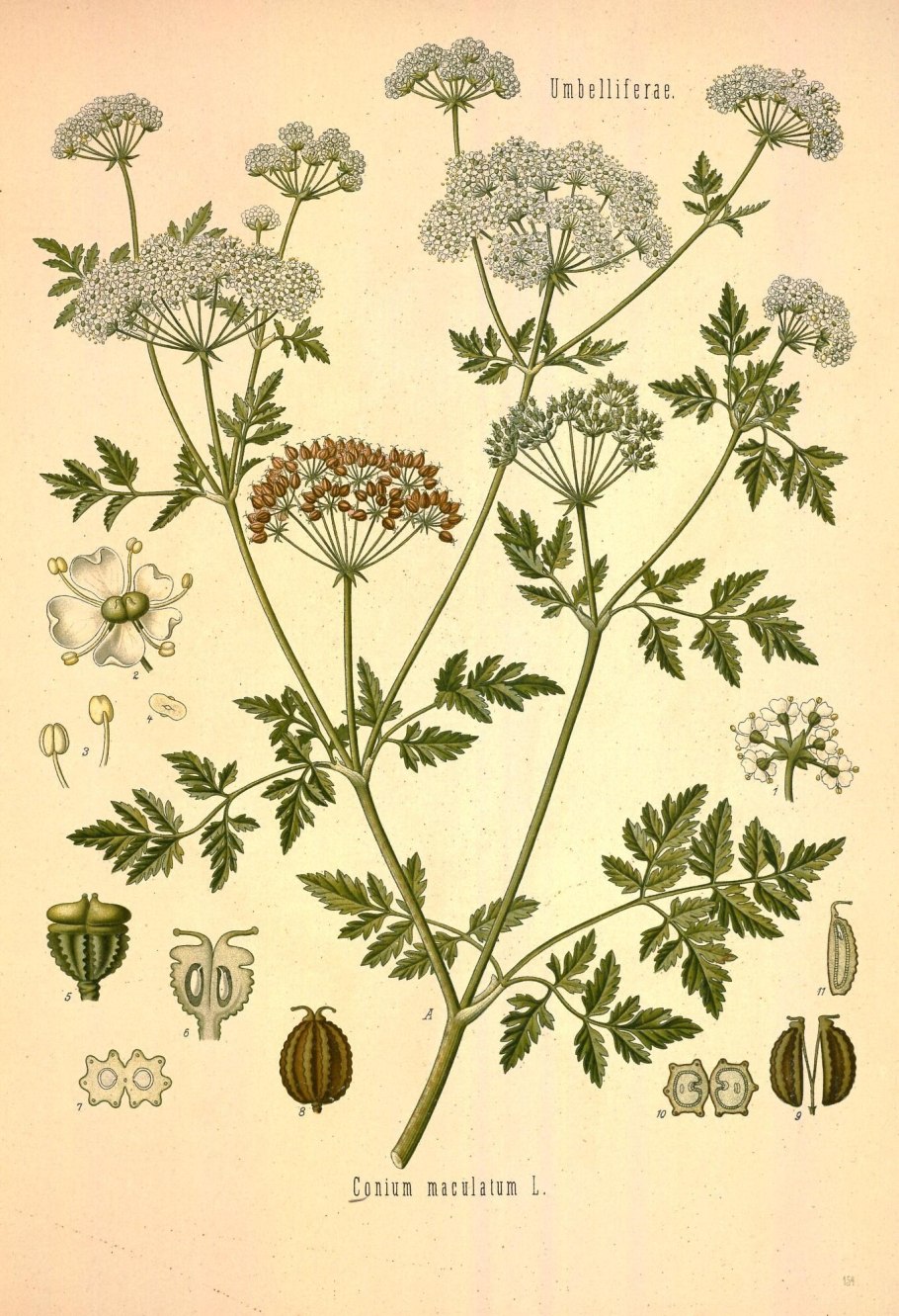 Бутень клубненосный (Chaerophyllum bulbosum