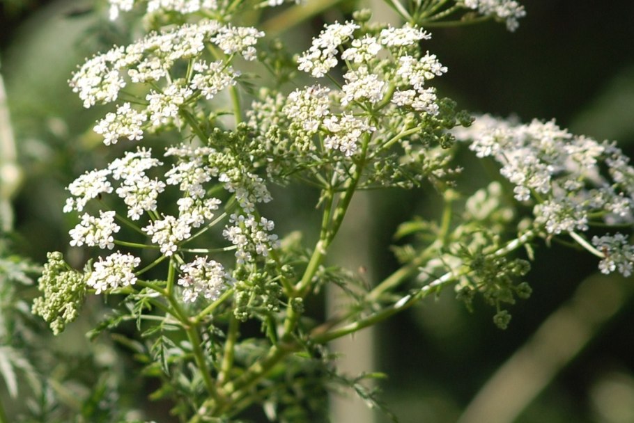 Болиголов пятнистый стебель