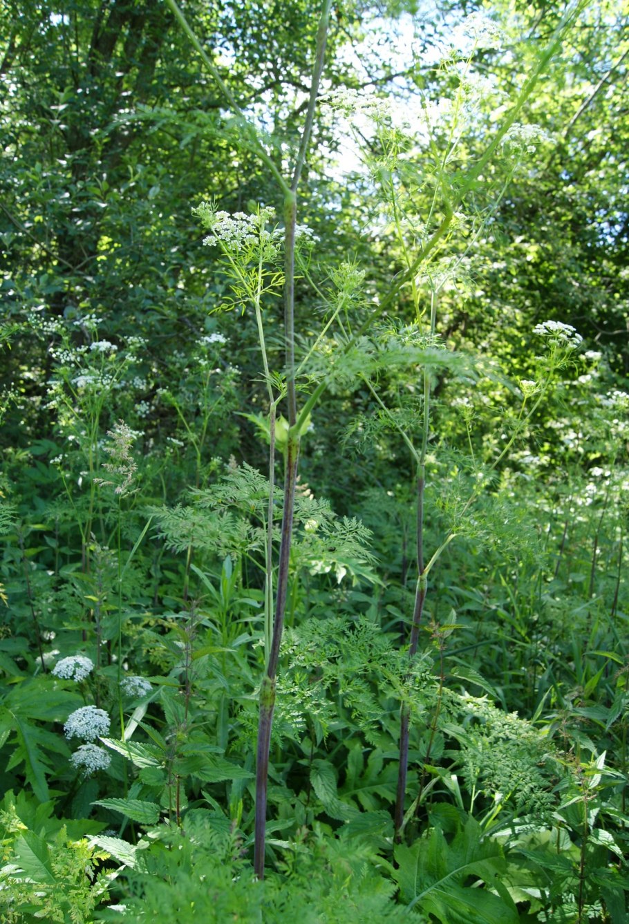 Болиголов плоды