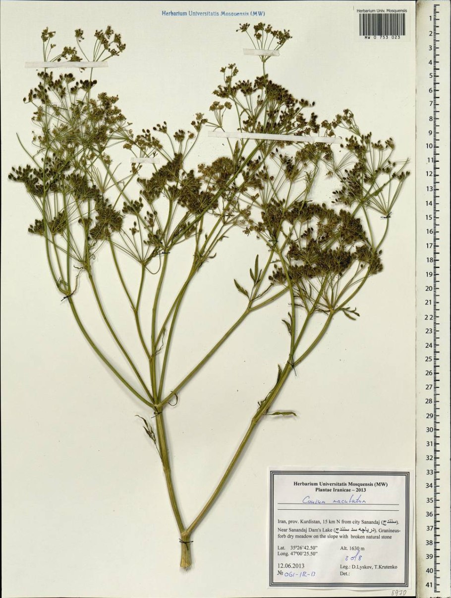 Болиголов пятнистый гербарий