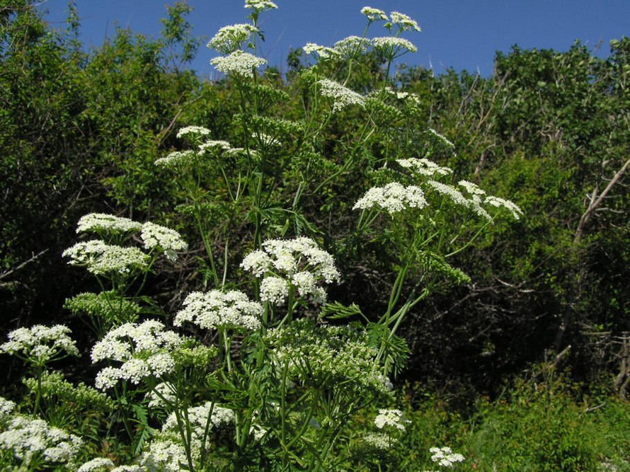 Болиголов трава фото и описание корень