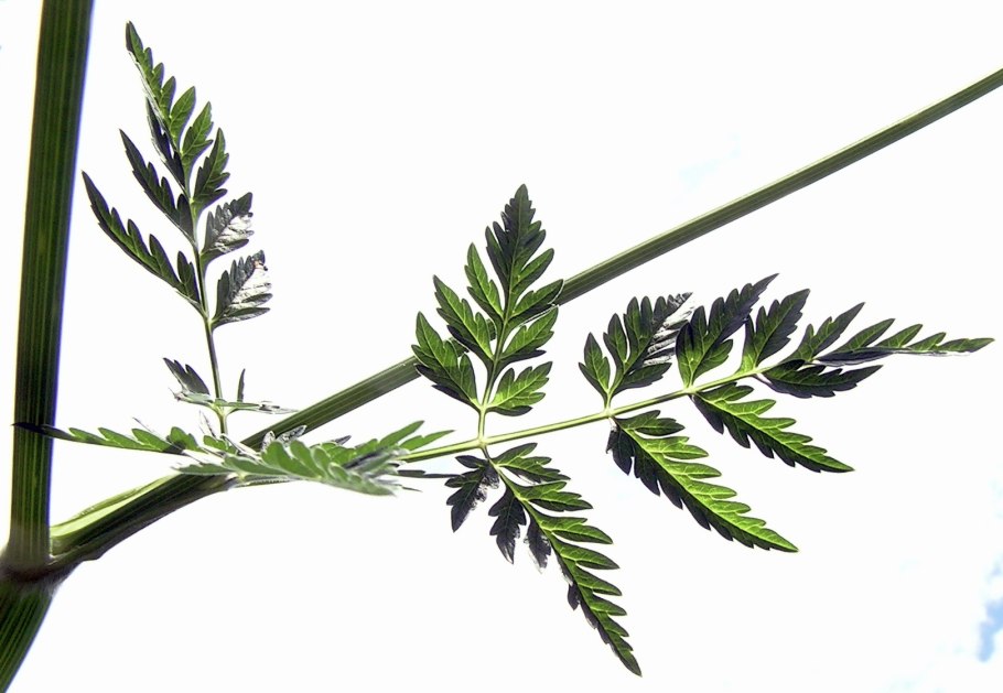 Болиголов пятнистый гербарий