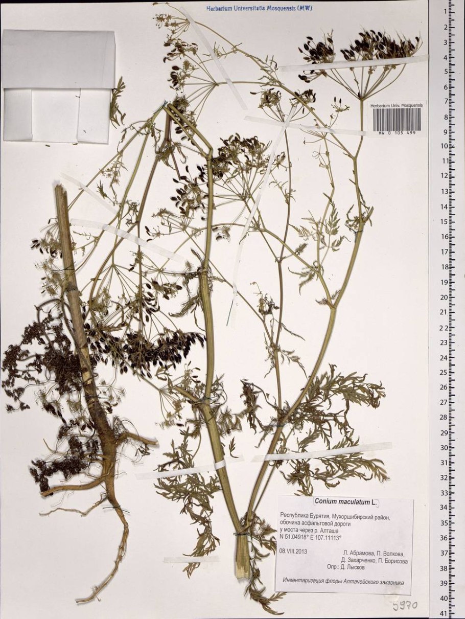 Болиголов пятнистый