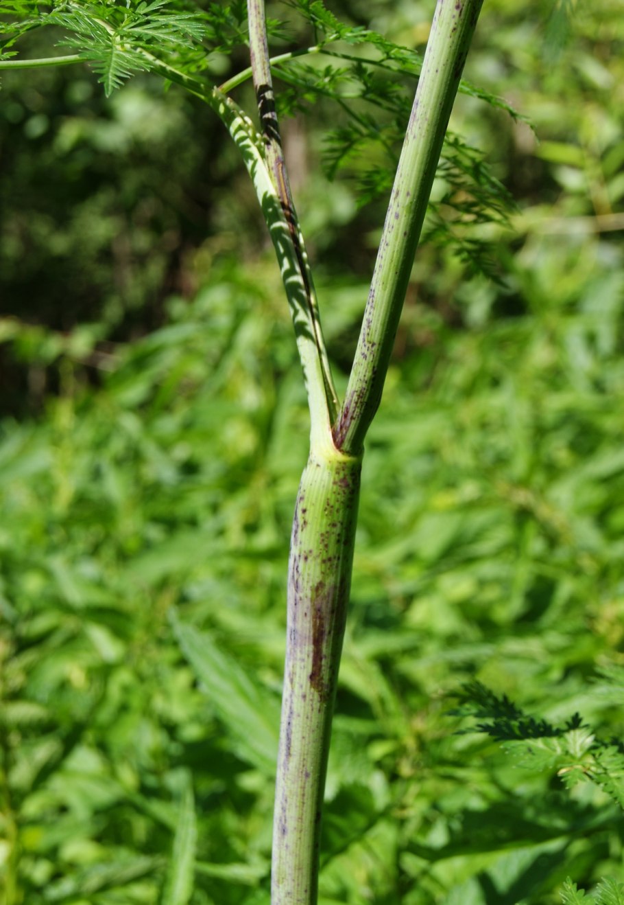 Болиголов пятнистый листья