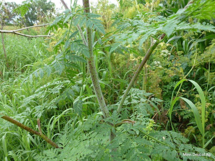 Болиголов ягоды