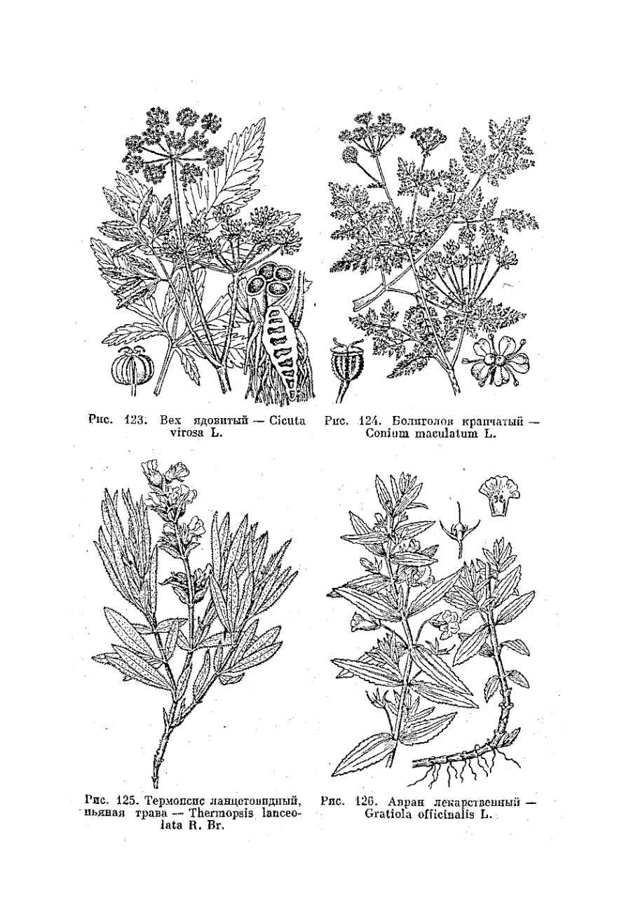 Cicuta virosa Botanical