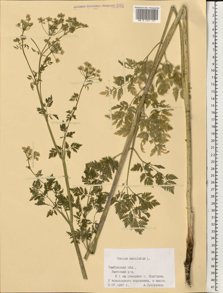 Болиголов пятнистый цикута